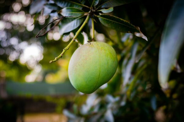 Alphonso Mango - Image 3